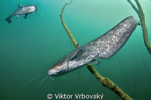 Dance of Sheat-fish I. by Viktor Vrbovský 